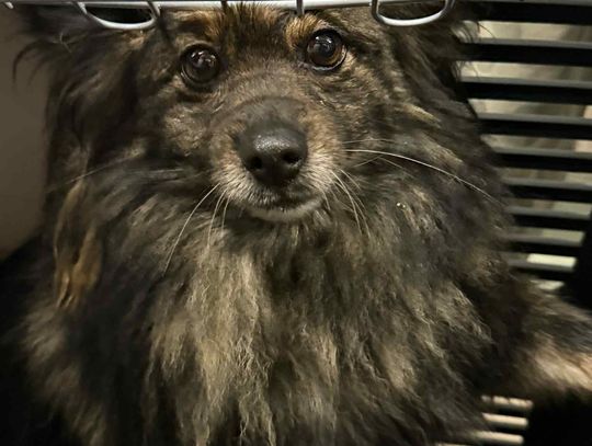 41 psów z pseudohodowli szuka odpowiedzialnych domów tymczasowych