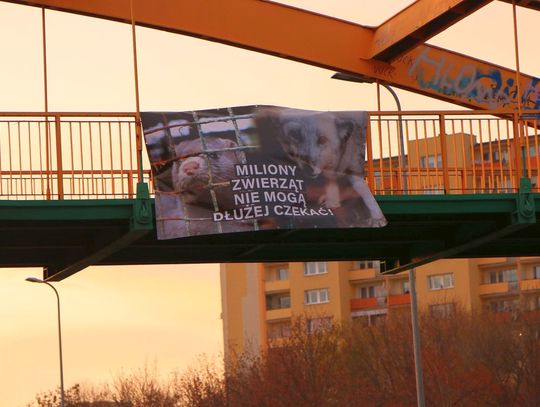 Aktywiści przypominają politykom o "piątce dla zwierząt". Dzień Bez Futra w Bydgoszczy 