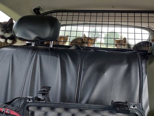 Błąkające się po drodze kotki zostały uratowane przez policjantów z Nakła [FOTO]