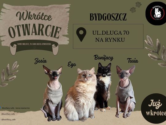 Bonifacy Cafe otwiera się w Bydgoszczy. Kawa, koty i realne wsparcie dla adopcji