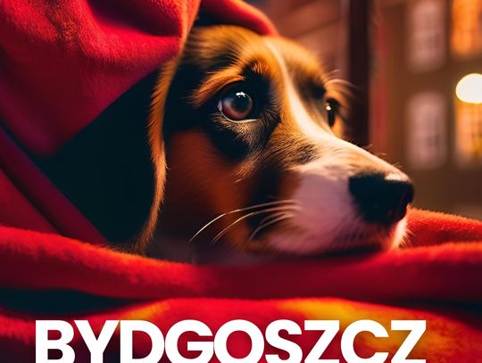 Pies z kapturem obserwujący wystrzały fajerwerków