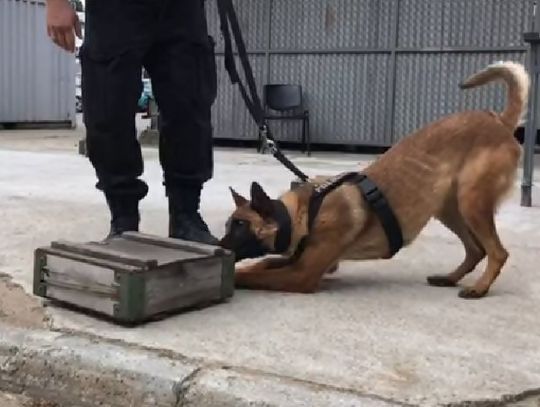Bydgoskie psy policyjne świetnie radzą sobie podczas chwytania przestępców 