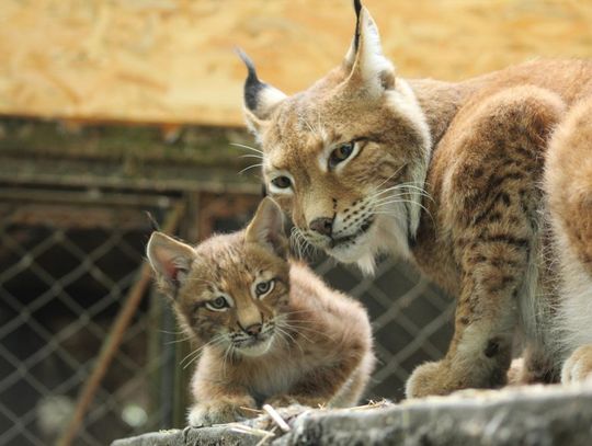 Bydgoskie ZOO zaprasza na "Jesienne wariacje" i "Rysunkowy plener" 18 października