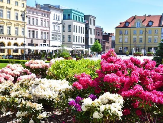 Bydgoszcz w zieleni i kwiatach 