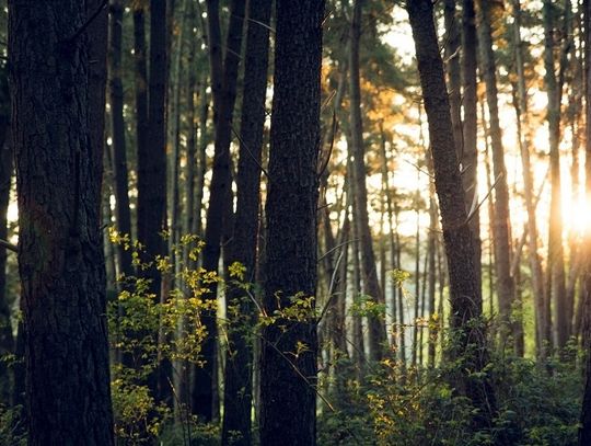 Chroń lasy jeśli chcesz poprawić czystość powietrza w swojej okolicy