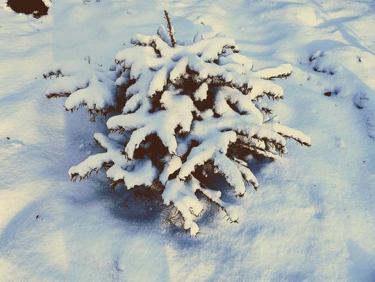 Co zrobić z choinką po świętach w Bydgoszczy — praktyczne i ekologiczne rozwiązania