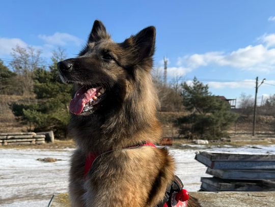 Czworonogi w roli głównej – rasowe koty, psi bohaterowie i inne atrakcje w Galerii Pomorskiej