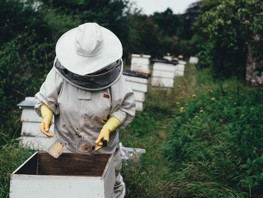 Czy prowadzenie pasieki jest trudne?