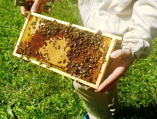 Dzień pszczół w Ogrodzie Botanicznym 
