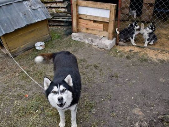 Ekspertka o wecie ustawy łańcuchowej: Mieliśmy nadzieję, że prezydent posłucha głosów Polaków