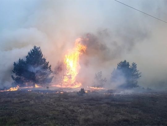Ekstremalne zagrożenie pożarowe. Zakaz wejścia do lasu na terenie województwa