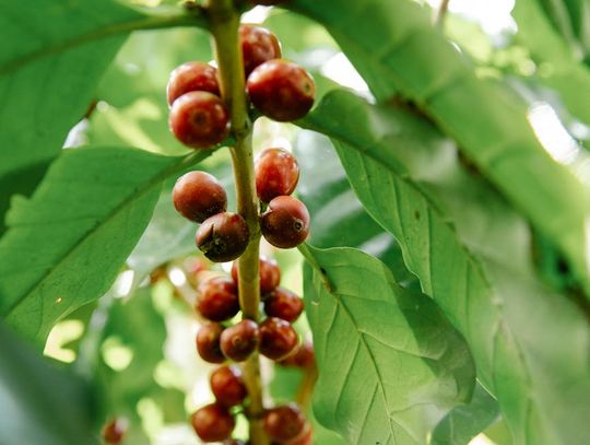 HARMAX Bydgoszcz – profesjonalna oferta łożysk, pasków klinowych i uszczelnień dla przemysłu, rolnictwa i motoryzacji HARMAX Bydgoszcz – profesjonalna oferta łożysk, pasków klinowych i uszczelnień dla przemysłu, rolnictwa i motoryzacji