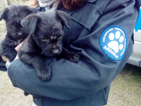 Interwencja w sprawie bezpańskich psów pod Bydgoszczą