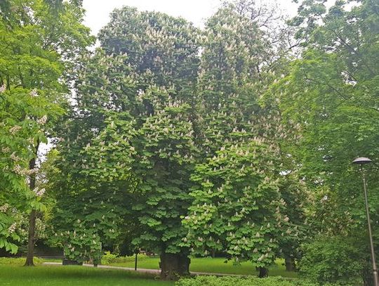 Kasztanowiec z Parku Witosa kandydatem na polskie Drzewo Roku