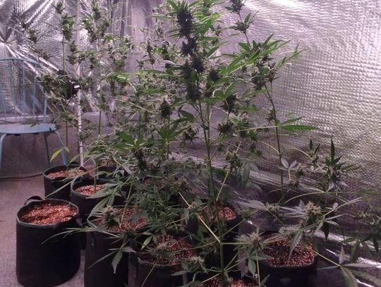 Mieszkaniec regionu kontener zamienił w plantację. Policjanci zlikwidowali nielegalna uprawę konopi