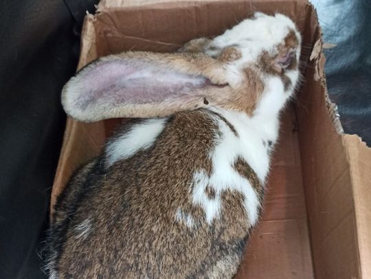 Mieszkaniec regionu porzucił chorego królika w lesie