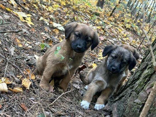 Mieszkanka regionu porzuciła psy i odpowie za znęcanie nad nimi
