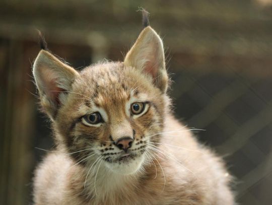 Mikołaj w Rysiej Strefie Twórczej: Mikołajkowe warsztaty w ZOO w Myślęcinku