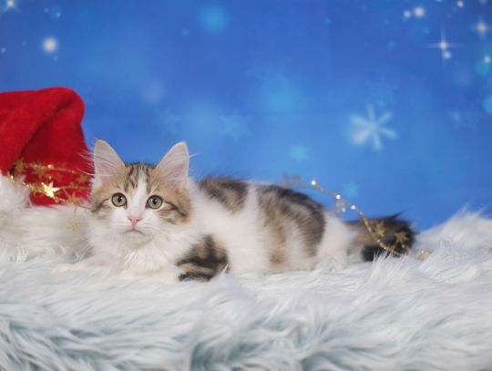 Mikołajki w Galerii Pomorskiej. Rodzinne atrakcje, prezenty i pomoc zwierzakom