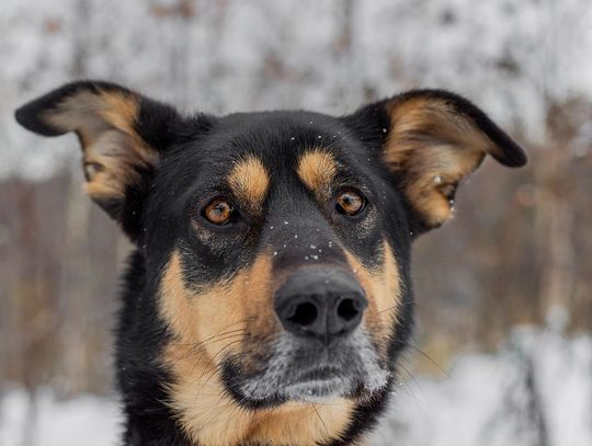 Mikołajki w Schronisku dla Zwierząt w Bydgoszczy — prezenty i spacery 5 grudnia