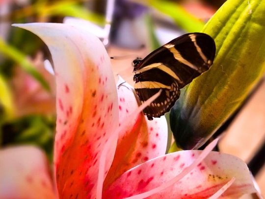 Motylarnia Bydgoszcz: Tropikalny ogród motyli w Galerii Pomorskiej