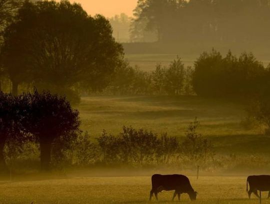 Najbliższe dwa dni z silnymi zamgleniami i temperaturą do 26 st. C
