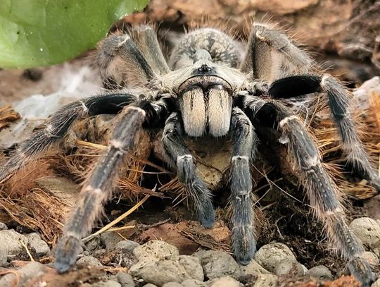 Największa w Polsce wystawa pająków otwiera się w Zielonych Arkadach