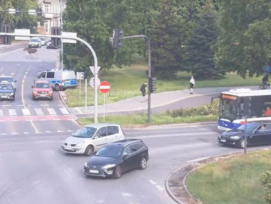 Niecodzienna interwencja policjantów z Bydgoszczy. Łoś w centrum miasta [WIDEO]