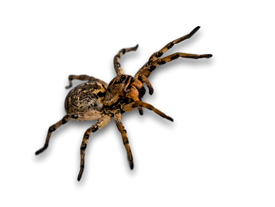 Niezwykła wystawa pająków i skorpionów w bydgoskim centrum handlowym 