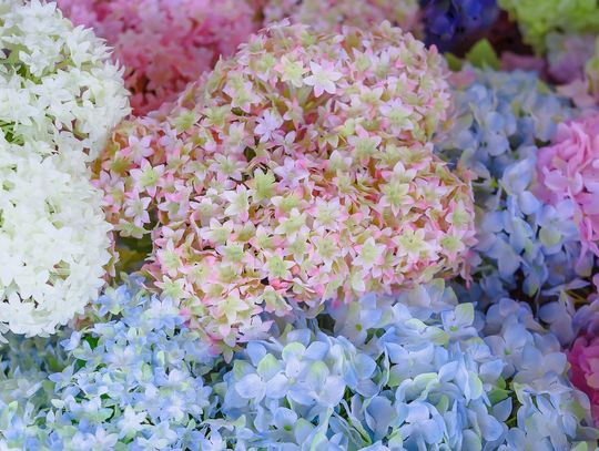 Peonie czy hortensje? Z jakich kwiatów sztucznych stworzyć bukiet w sierpniu?
