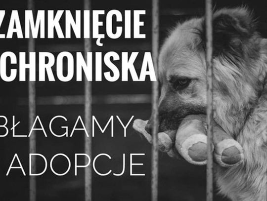 Pokaż serce zwierzętom ze schroniska w Aleksandrowie Kujawskim!