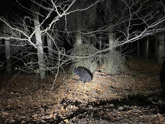 Policjanci z regionu odnaleźli psa