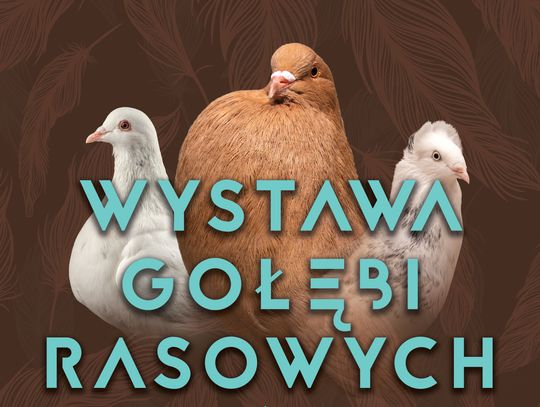 Ponad 850 ptaków na Politechnice Bydgoskiej. Wyjątkowa wystawa już 18 października