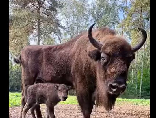 Porcelanka przyszła na świat. Bydgoskie ZOO ma nową mieszkankę