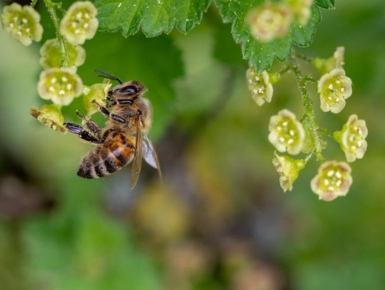Poznaj niezwykły świat pszczół