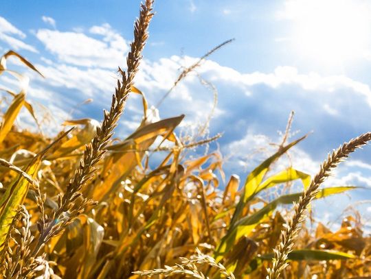 Przed nami upalne dni [Ostrzeżenie meteorologiczne] 