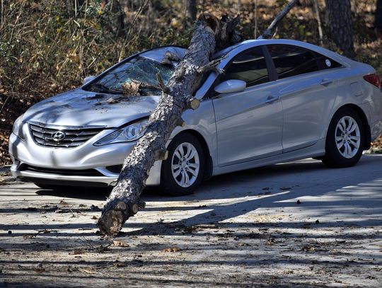 PSP: W kujawsko-pomorskim drzewo przewróciło się na jadące auto; jedna osoba zginęła