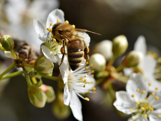 Ratusz apeluje, by nie niszczyć domków dla pszczół!