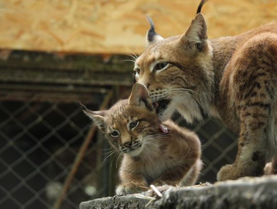 Rysiopiknik w bydgoskim ZOO: Świąteczne warsztaty i eko-bombki Rysiopiknik w bydgoskim ZOO: Świąteczne warsztaty i eko-bombki