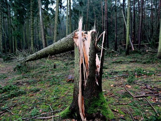 Synoptyk IMGW ostrzega: Wichury i burze na północy; wiatr do 95 km/h - może wyrywać drzewa