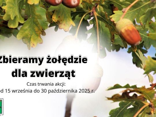 Trwa zbiórka żołędzi dla zwierząt z bydgoskiego ZOO