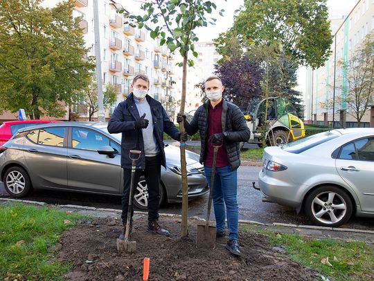 W Bydgoszczy posadzono 23 nowe drzewa przy ul. Lelewela [FOTO]