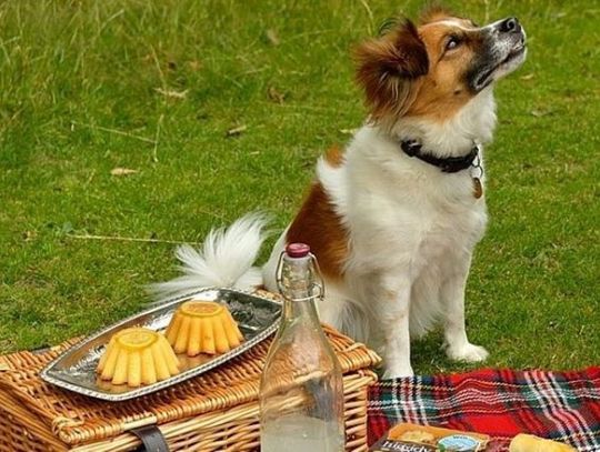 W Myślęcinku odbędzie się piknik dla schroniskowych psów i dobrych ludzi