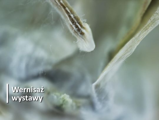 Wernisaż wystawy "Mikronotatki" w Aptece pod Łabędziem