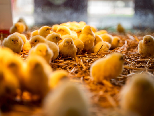 Wielkanocne kurczaki wyczekują jarmarku na Politechnice Bydgoskiej