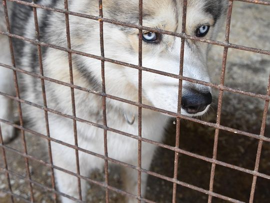 Wsparcie dla zwierząt z bydgoskiego schroniska. Rozpoczął się remont placówki