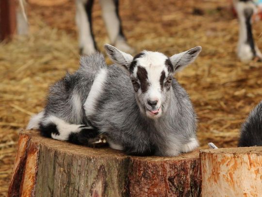 Wyjątkowe "Andrzejki ze zwierzętami" w ZOO Bydgoszcz