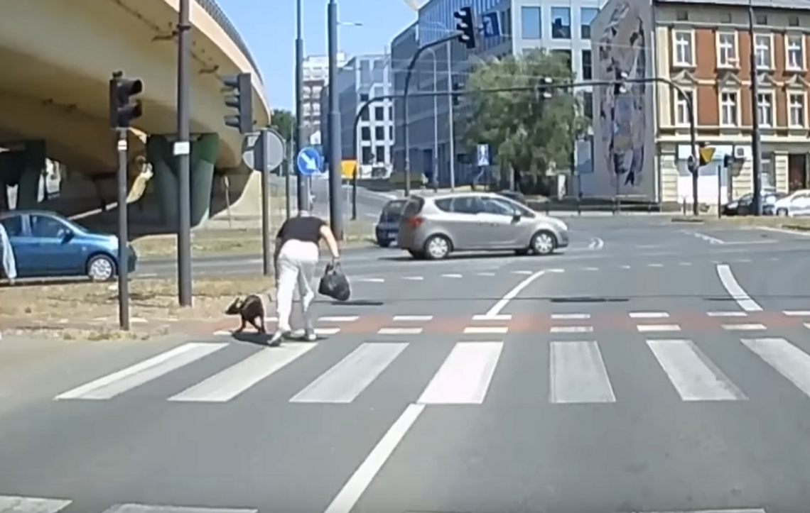 Bezlitosny akt przemocy wobec psa w centrum Bydgoszczy [FILM]