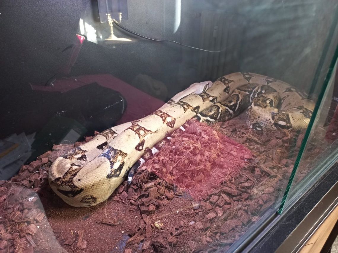 22-latek z bydgoskich Kapuścisk odpowie za nielegalne posiadanie egzotycznych zwierząt 22-latek z bydgoskich Kapuścisk odpowie za nielegalne posiadanie egzotycznych zwierząt