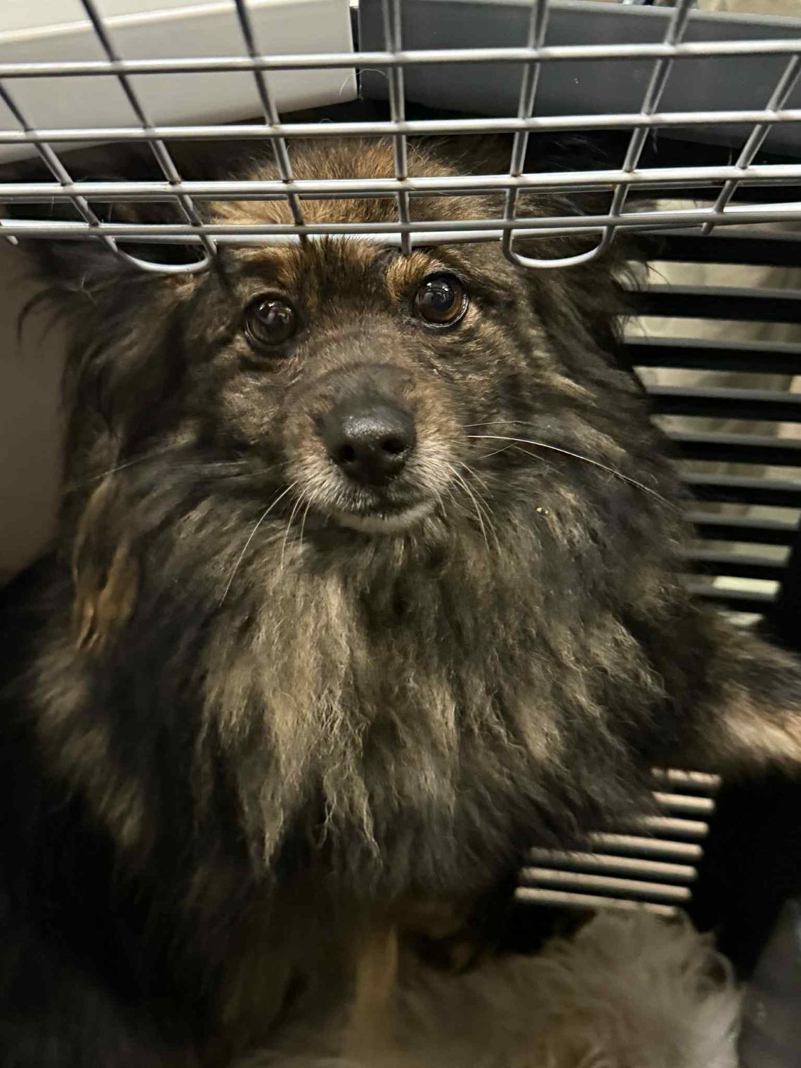 41 psów z pseudohodowli szuka odpowiedzialnych domów tymczasowych